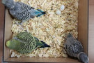 130726 --- R20, R22 och R25